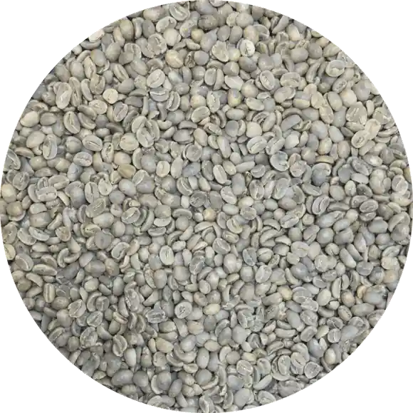 Dominican Org. Ramirez Estate – Washed Processed