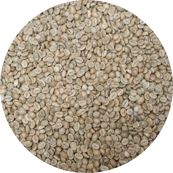 Indian Cherry Robusta