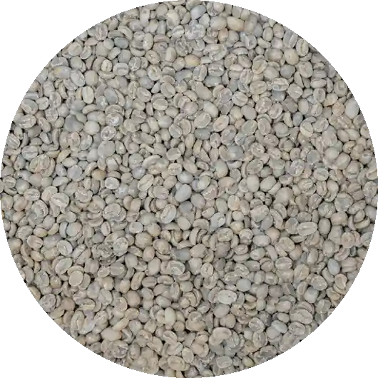 Nicaraguan RFA Selva Negra – Washed Processed