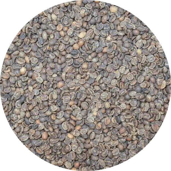 Decaffeinated Indian Monsooned Malabar MWP