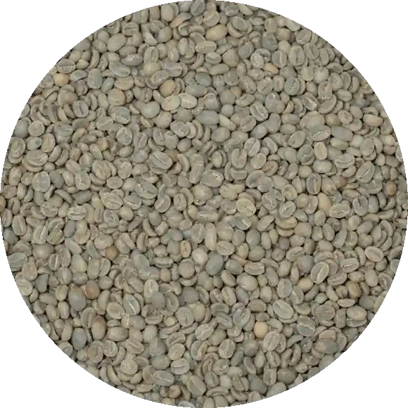 Guatemalan Huehuetenango SHB EP Mam