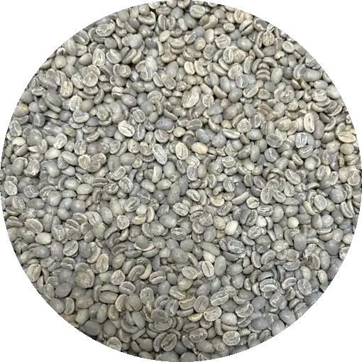 Colombian Supremo Medellin