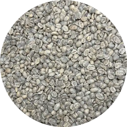 Nicaraguan Jinotega BCT Select – Washed Processed