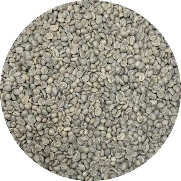 Honduran Org. SHG EP COMSA Washed Processed