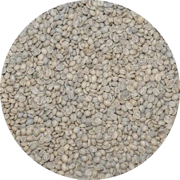 Guatemalan Premium Huehue. – Finca El Diamante – Florencio Villatoro